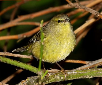 808 - ORANGE-CROWNED WARBLER (11-24-2022) americana rv park, palmview, tx -02