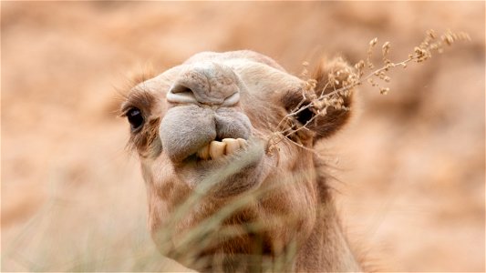Camel head photo