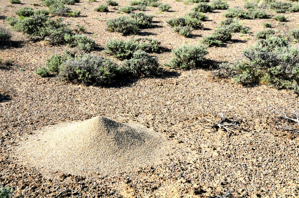 Western Harvester Ant (Pogonomyrmex occidentalis) at Seedskadee National Wildlife Refuge Wyoming