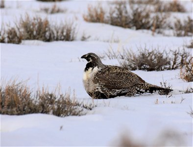 Greater sage-grouse on Seedskadee National Wildlife Refuge