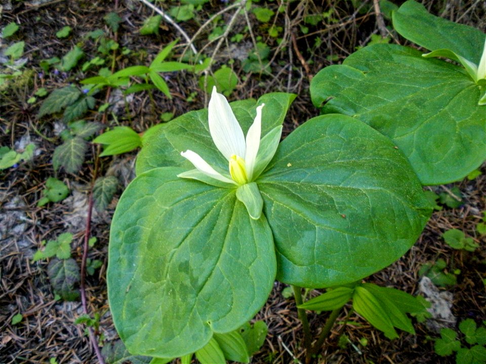 giant-trillium-longprairie-tiller-richardhelliwelljpg_49385548636_o