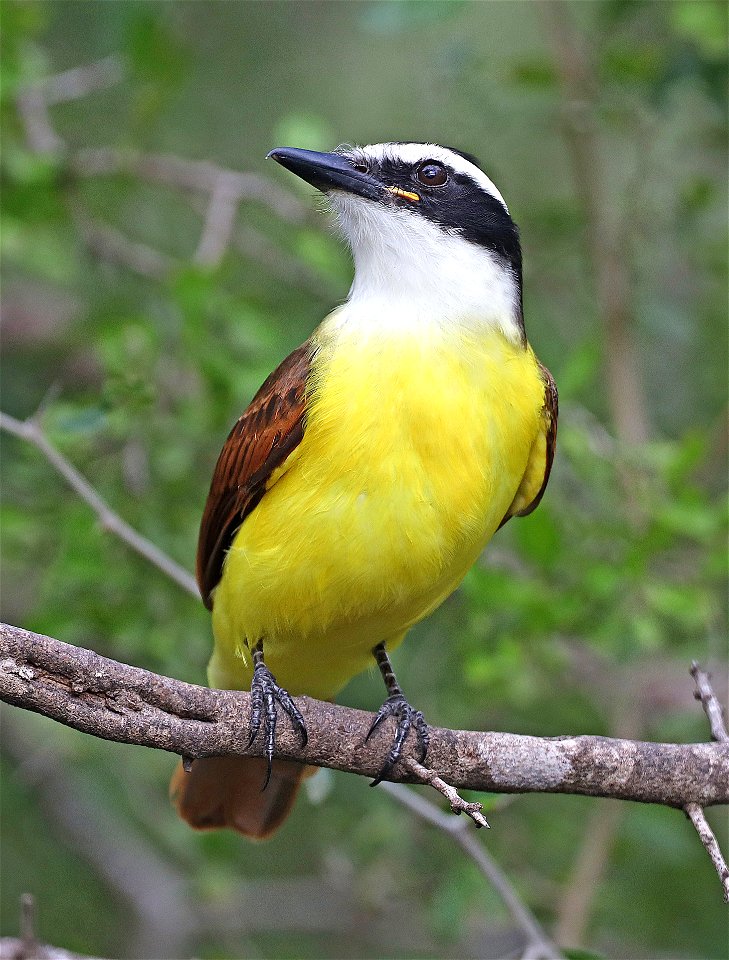 596 - GREAT KISKADEE (12-05-2022) bentsen rio grande state park, palmview, hidalgo co, tx -02