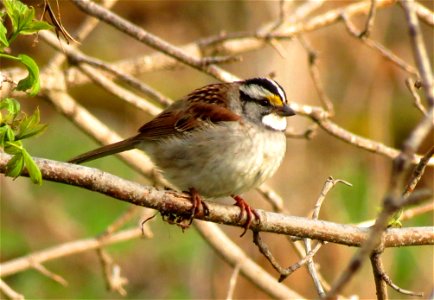 White-throated sparrow photo