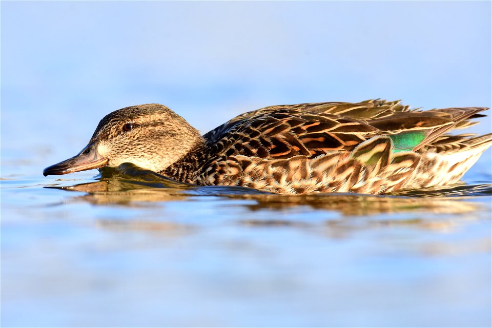 Green-winged teal at Seedskadee National Wildlife Refuge