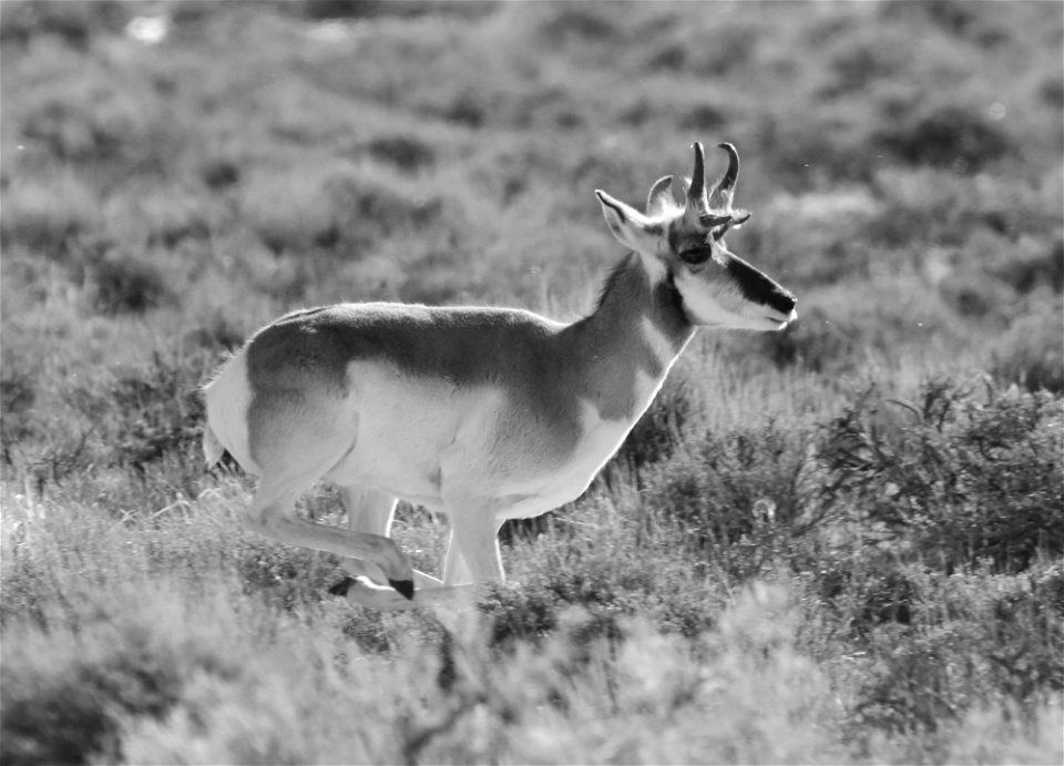 Pronghorn at Seedskadee National Wildlife Refuge
