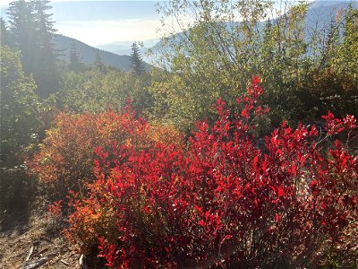 20221017-Huckleberry bushes ablaze by the Independence Pass Trail - Christoph Stauder