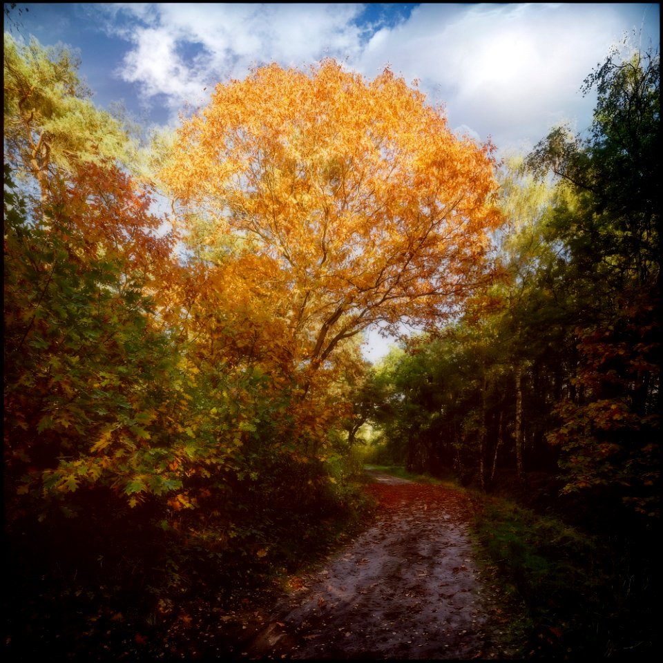 Autum Palette II
