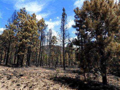 Burned Area Emergency Response media briefing