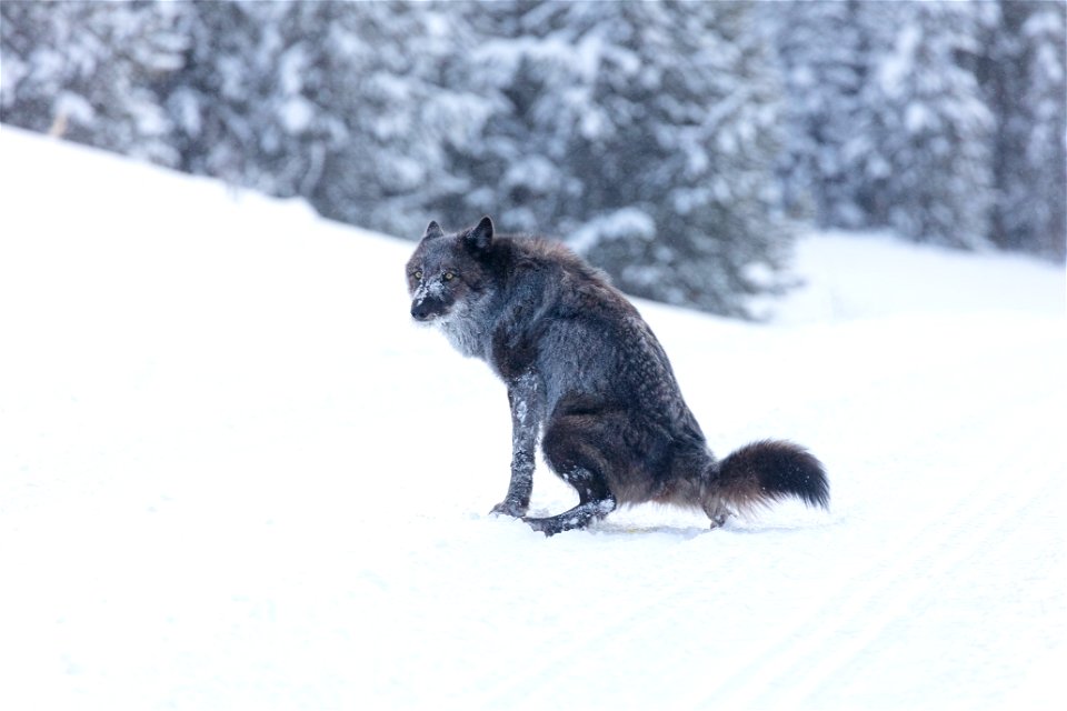 A single female wolf leaves her scent in the road during the breeding season