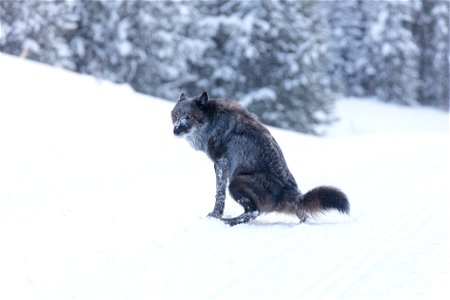 A single female wolf leaves her scent in the road during the breeding season photo