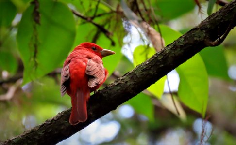 Summer Tanager photo