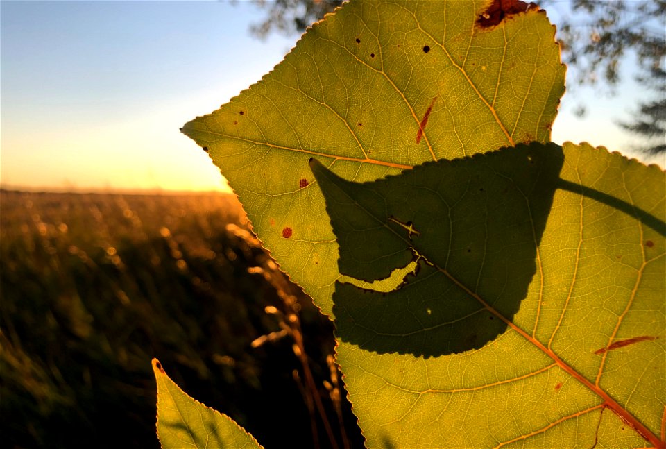 Leaf Face I see Ya