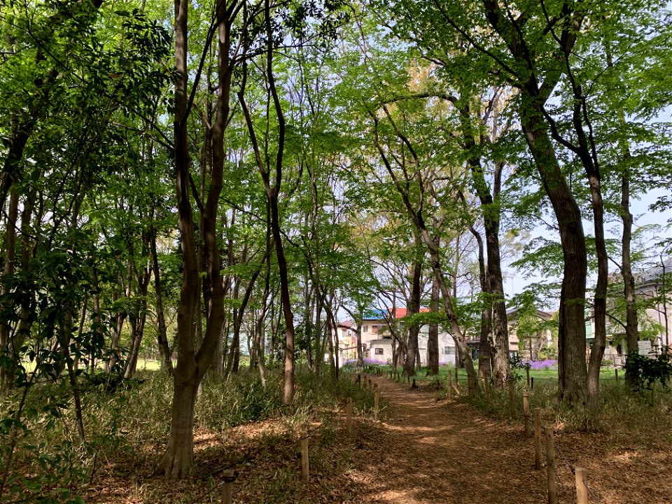 Koyama Nature Conservation Area