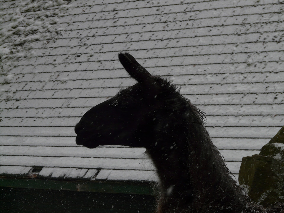 Winter snow silhouette