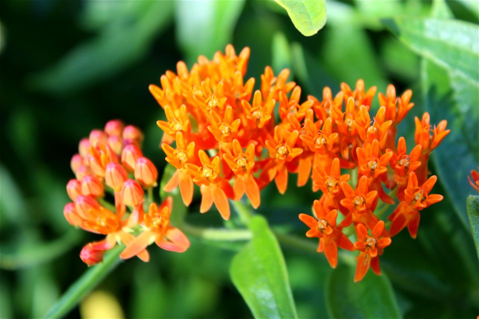 Native Milkweed