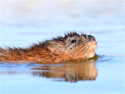 Muskrat at Seedskadee National Wildlife Refuge Wyoming photo