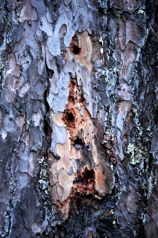 Woodpecker holes in a red pine tree