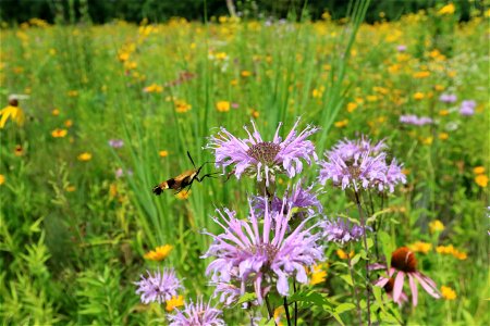 Snowberry clearwing moth photo