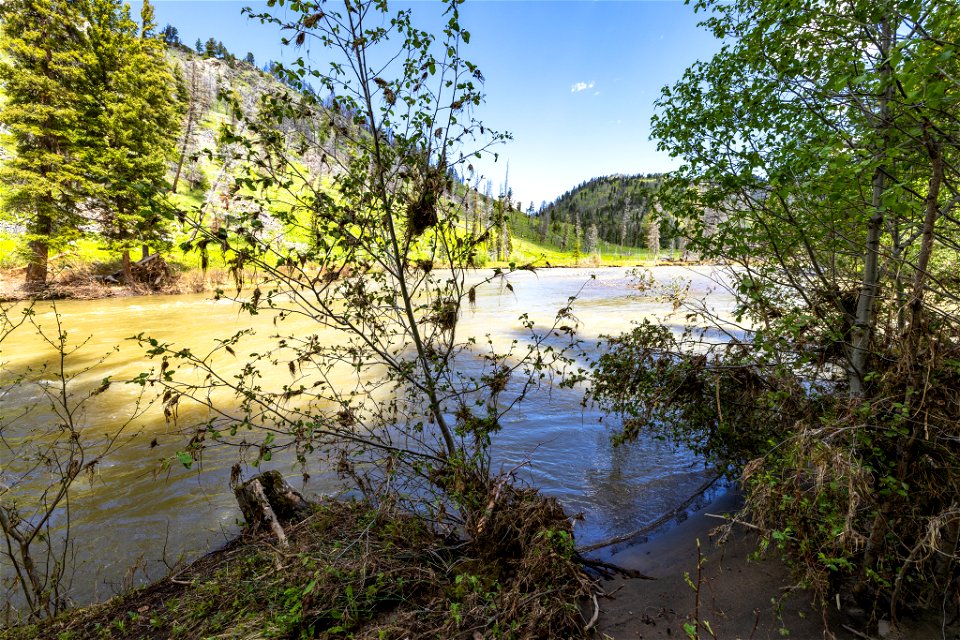 Yellowstone flood event 2022: Slough Creek Campground debris in trees 7 feet above water level