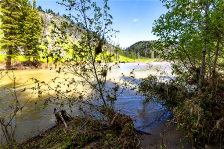 Yellowstone flood event 2022: Slough Creek Campground debris in trees 7 feet above water level