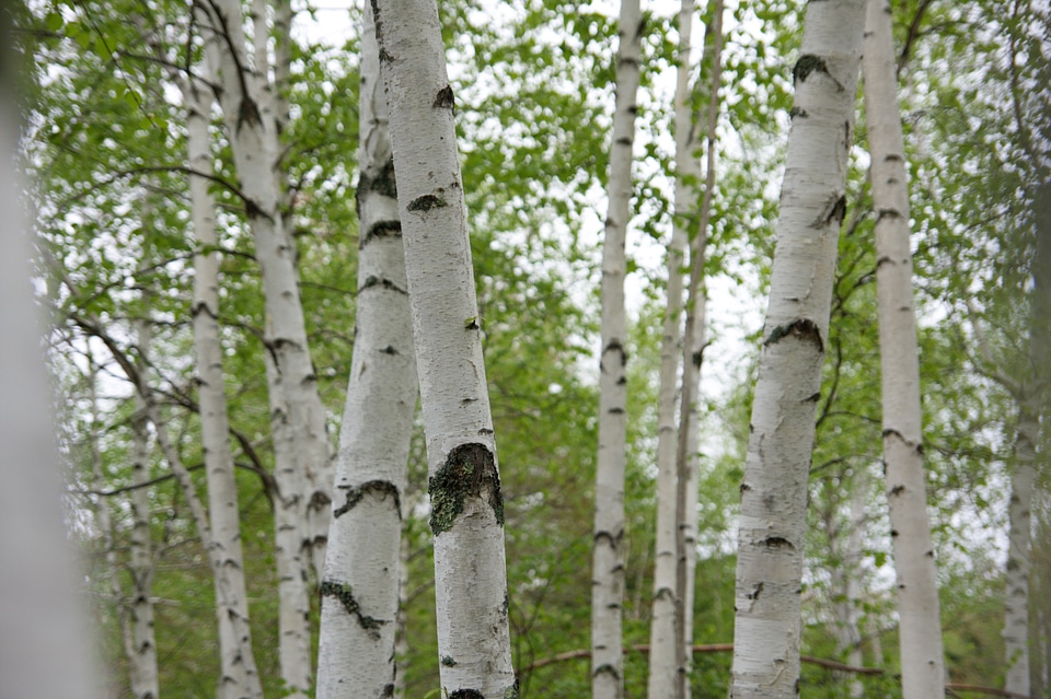 Birch Tree Forest photo