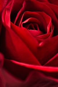 Red Rose Close Up photo