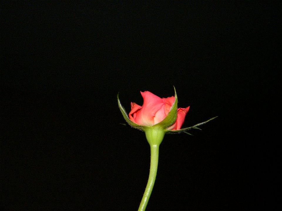 trandfmic_timelps2011_1109_083606
