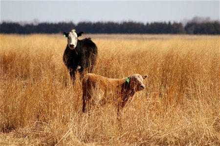 Cow/Calf Pair Out to Graze on Owen's Bay; Lake Andes National Wildlife Refuge