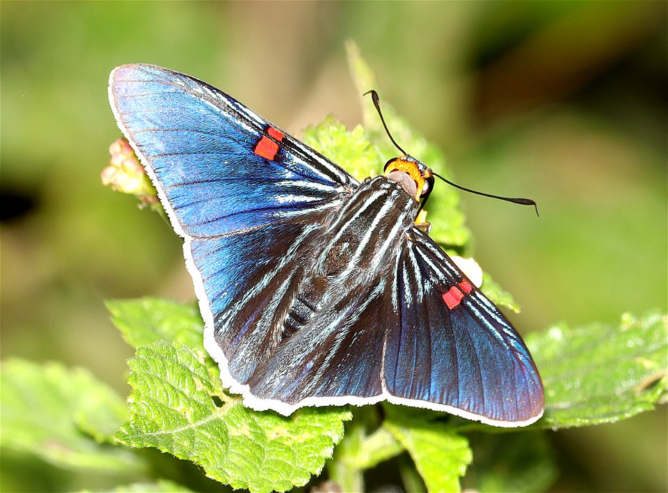 SKIPPER, GUAVA (Phocides polybius) (12-03-2022) nat butterfly center, hidalgo co, tx -05