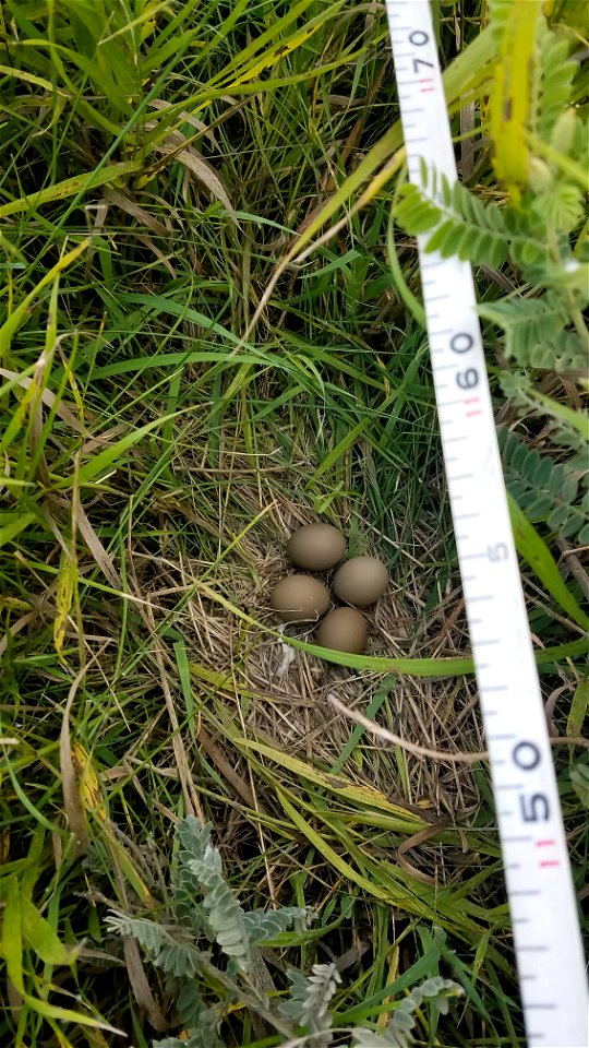 Waterfowl Nest Lake Andes Wetland Management District South Dakota