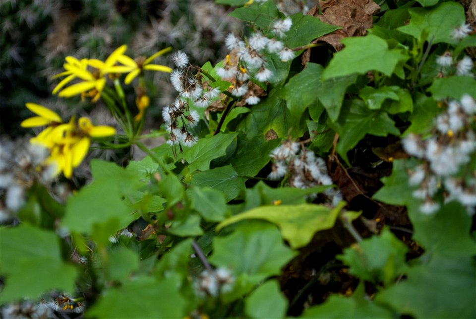 Hantaek Botanical Garden