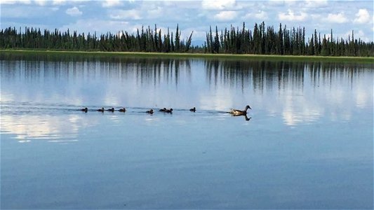 Duck family on Deadman Lake