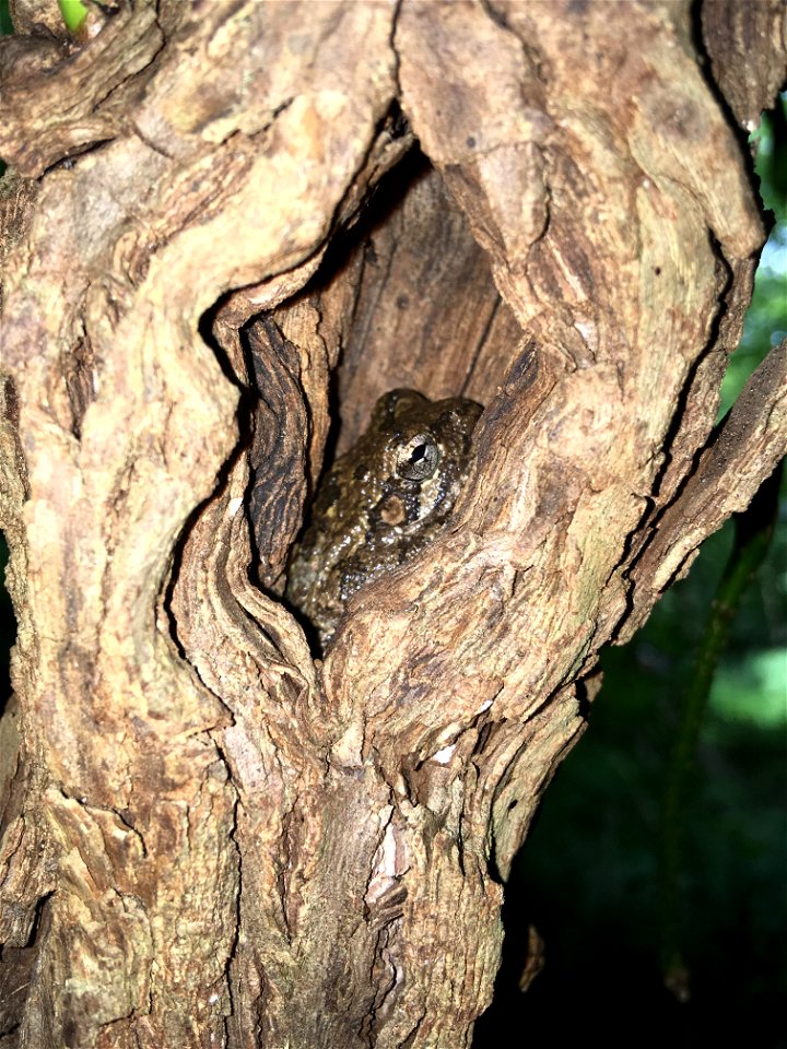 Gray tree frog in a tree hole
