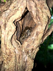 Gray tree frog in a tree hole photo