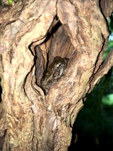 Gray tree frog in a tree hole
