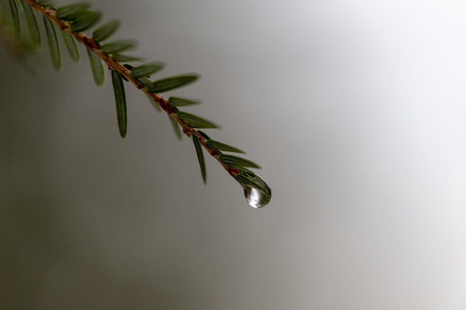 Pine Tree Rain photo