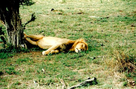 Kenya Safari 1994 (20) photo