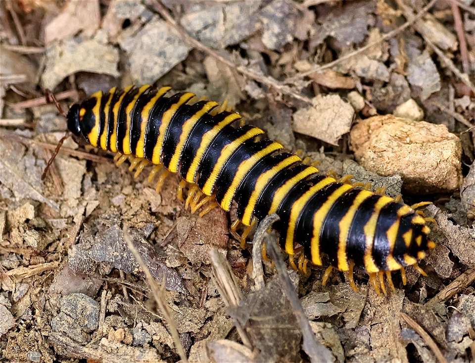 BLACK AND GOLD FLAT MILLIPEDE (Apheloria virginiensis) (05-05-2023) Cades Cove, Great Smoky Mt Nat Park, Blounts co, TN