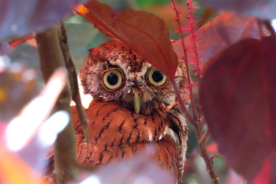 Eastern Screech-Owl