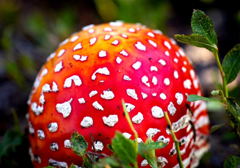 Amanita Muscaria mushroom