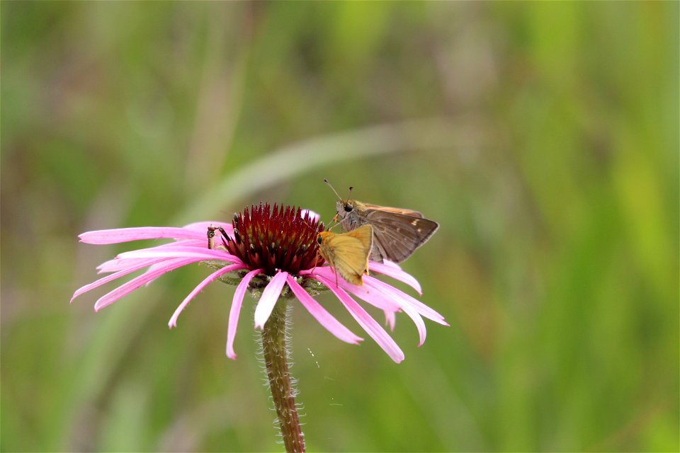 Dakota Skipper Butterflies on Purple Coneflower photo