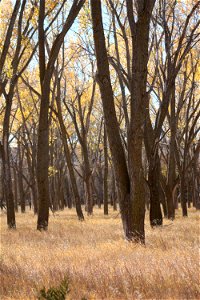 Cottonwood Trees on Karl E. Mundt National Wildlife Refuge South Dakota
