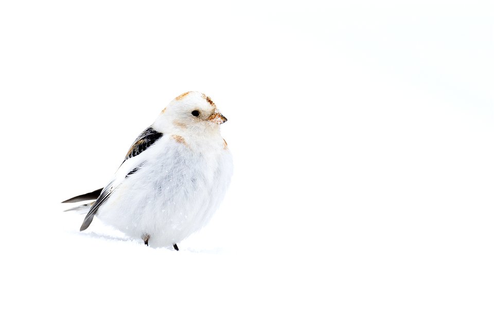 Snow bunting in the snow