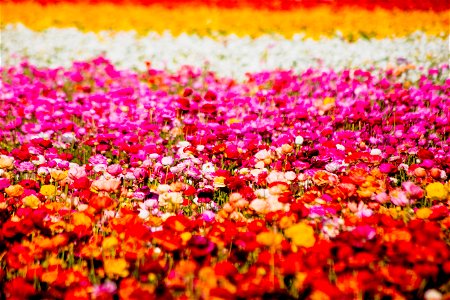The Flower Fields (Carlsbad, California) photo