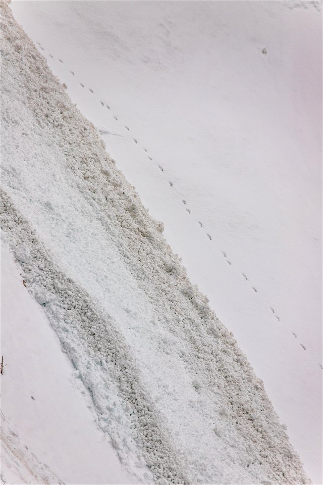 Plowing Going-to-the-Sun Road in 2023 photo