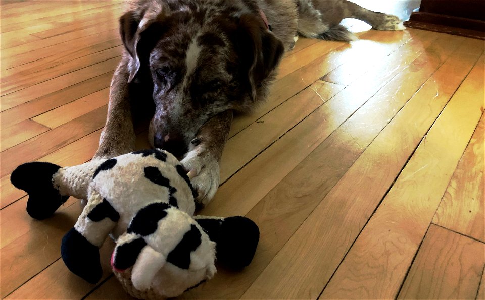2021/365/183 Too Tired for Toys