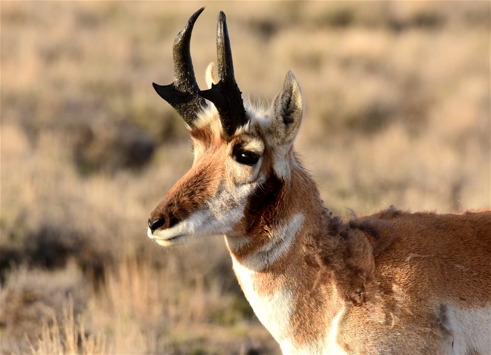 Pronghorn at Seedskadee National Wildlife Refuge