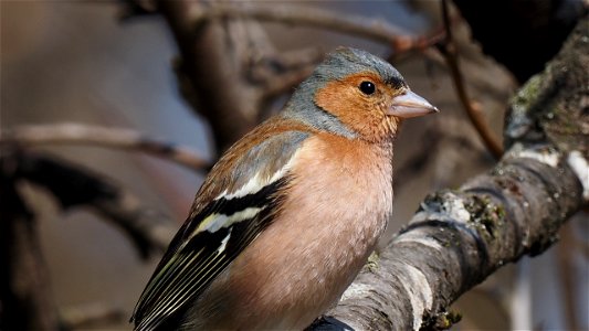 Buchfinkmännchen Portrait