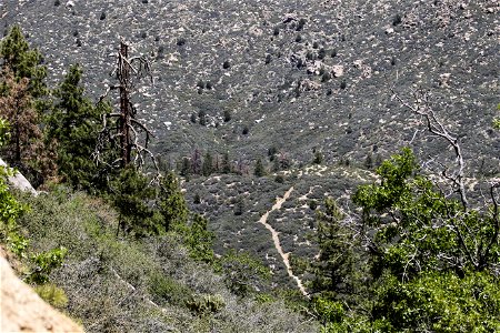 MAY 16: A fuel break in the Hualapai Mountains