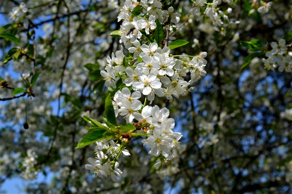 Spring ,April 2023